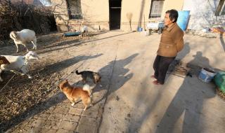 4条狼青犬咬死80多只羊
