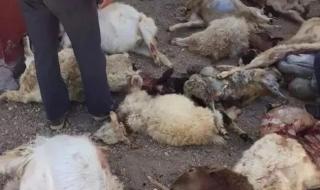 4条狼青犬咬死80多只羊