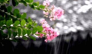 雨后的小故事gif图