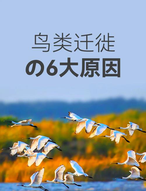 鸟类迁徙（鸟类迁徙通道）