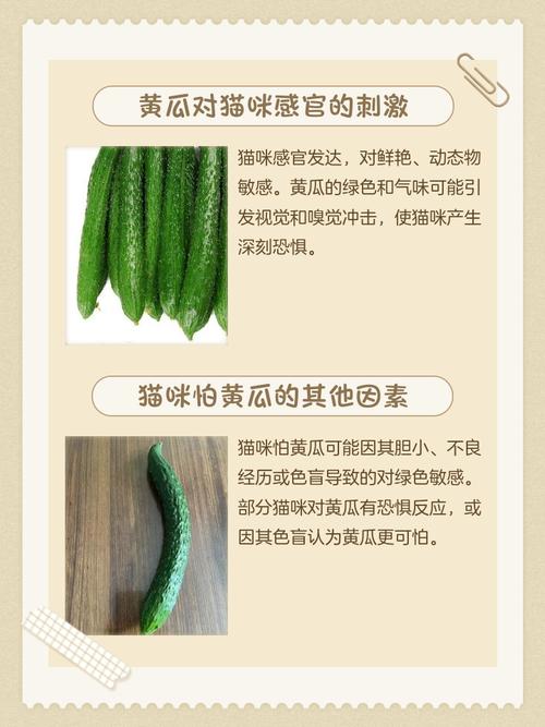 猫为什么怕黄瓜?(猫为什么怕黄瓜是真的吗)