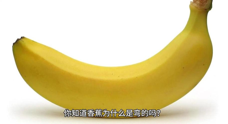 香蕉为什么是弯的?(为什么香蕉是弯的是怎么长的)