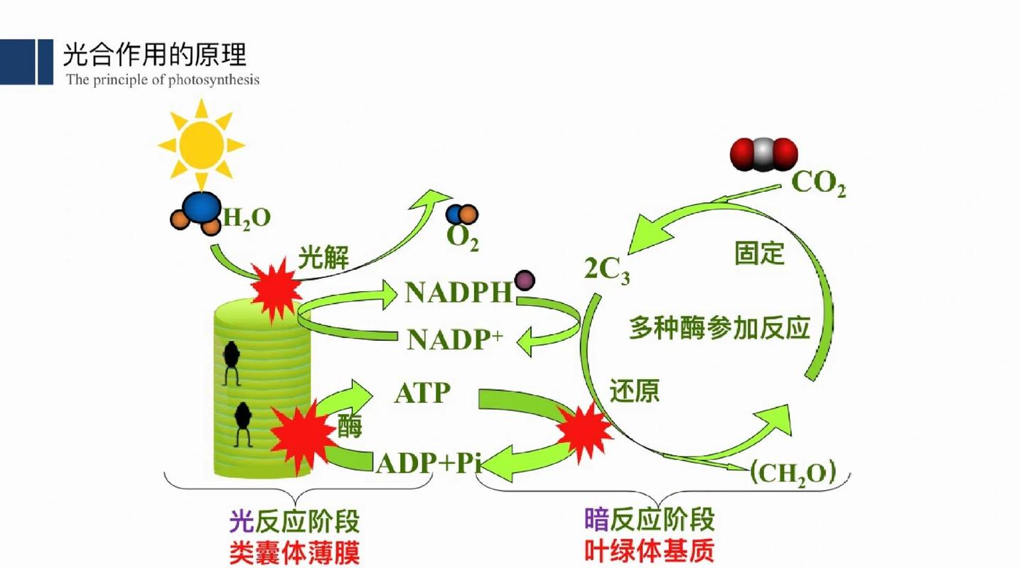 植物光合作用（植物光合作用反应式）