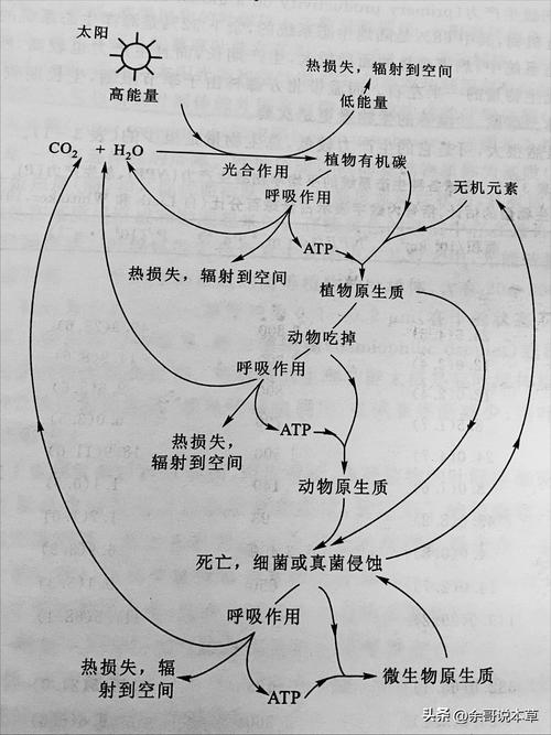 植物光合作用（植物光合作用反应式）