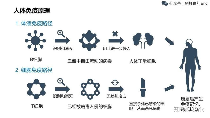 疫苗原理（疫苗原理动画演示）