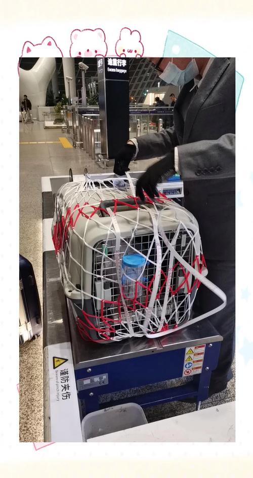 315在行动|多次确认托运箱合格 登机前却被“否决”？深圳航空宠物托运标准引不满