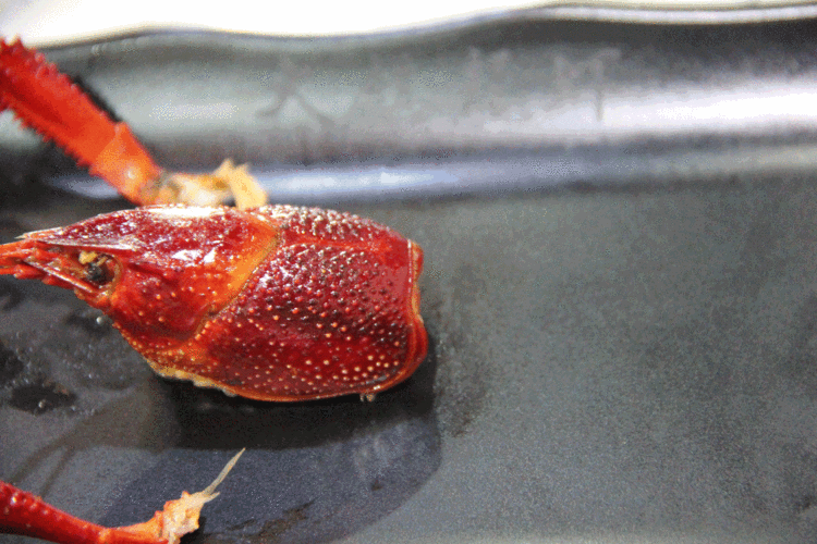 “小龙虾”撬开中国医疗大门，爆火架构首度落地！专家提示安全红线