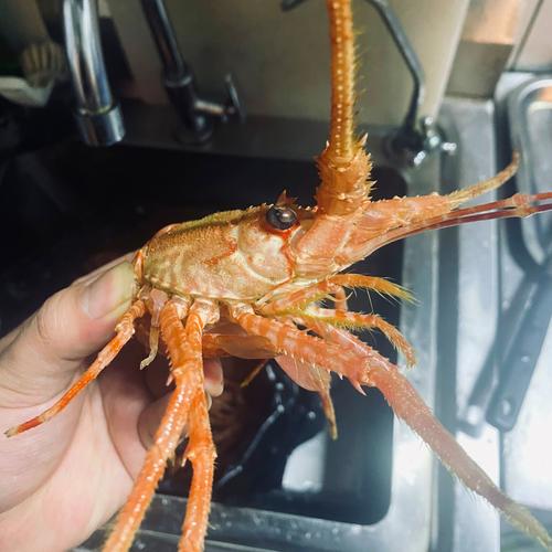 保险机构探路OpenClaw“龙虾”