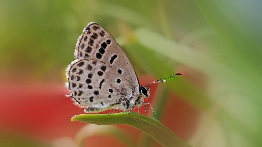 中关村手机论坛（中关村手机在线官网）