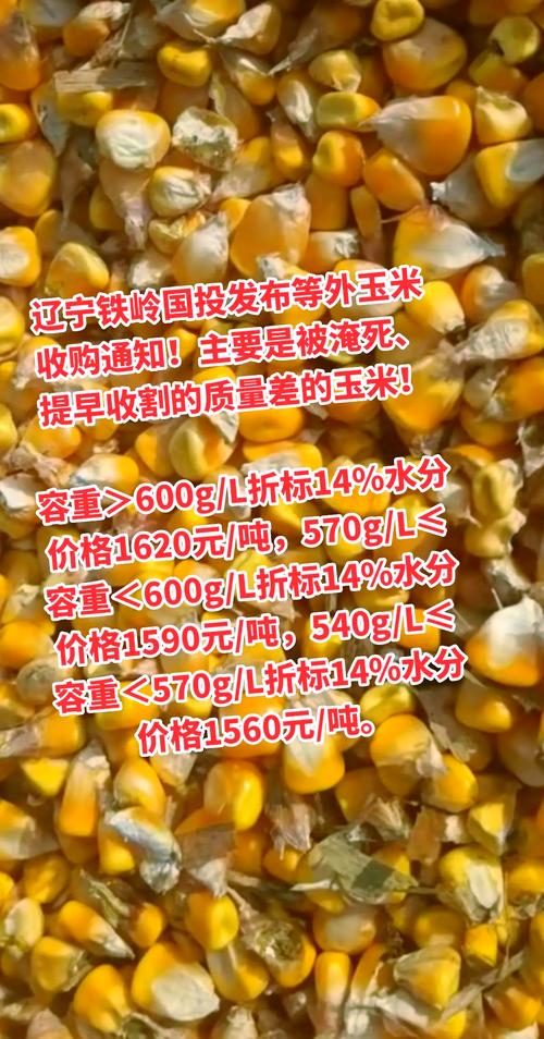 市场调研总结：东北玉米种植地租成本上涨，下一季玉米价格高开？